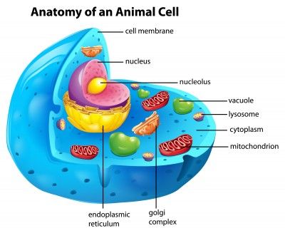 cell