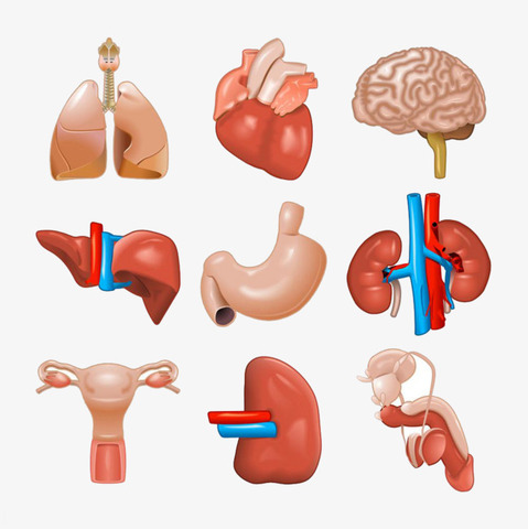 organs
